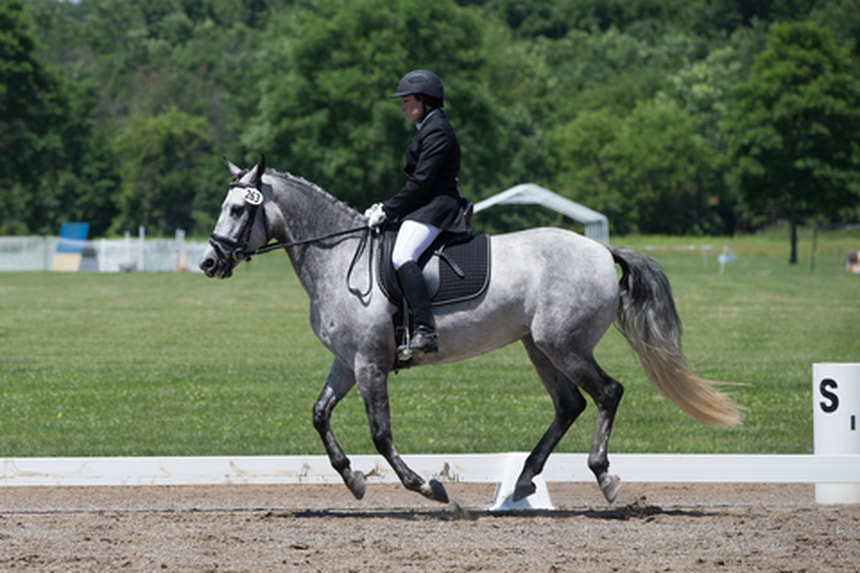 Dressage training level test 1