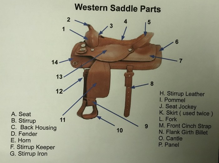 Parts of a saddle diagram