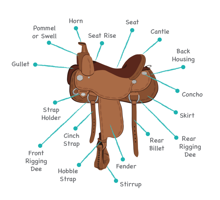 Parts of a saddle diagram