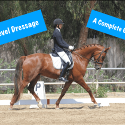 Dressage training level test 1